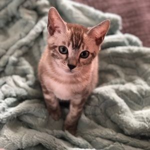 Meet your Posher, Whit